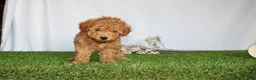 Toy Poodle dogs for sale: AKC Conner (tiny) - Ad 4