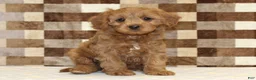 Cavapoo dogs for sale: Fancy - Ad 1