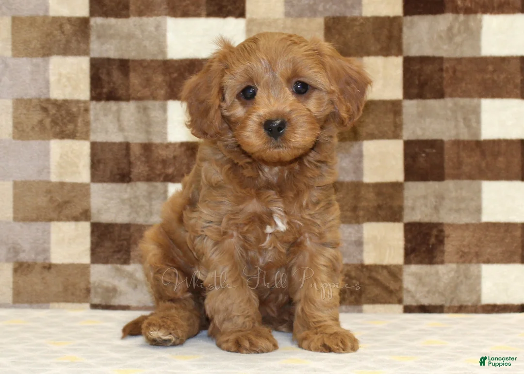 Cavapoo dogs for sale: Fancy - Ad 1
