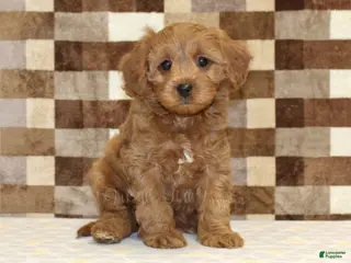 Cavapoo dogs Fancy - Ad 41
