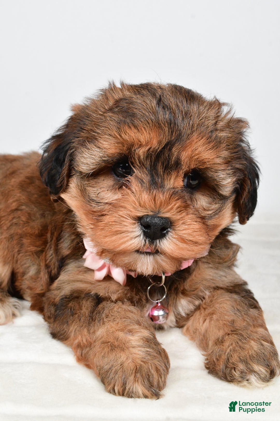 Yorkiepoo dogs for sale: Twinkle - Ad 3