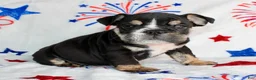 English Bulldog dogs for sale: Ramsey - Ad 3