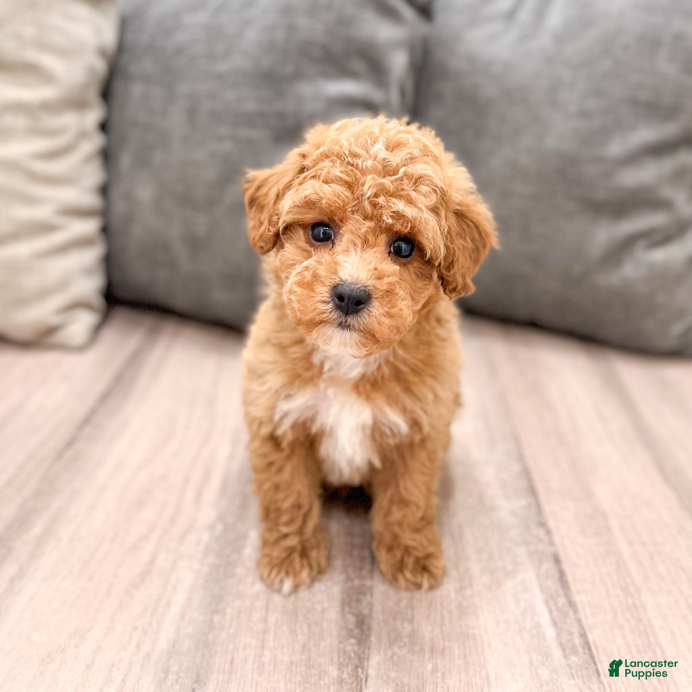 Miniature Poodle dogs Cola - Ad 1