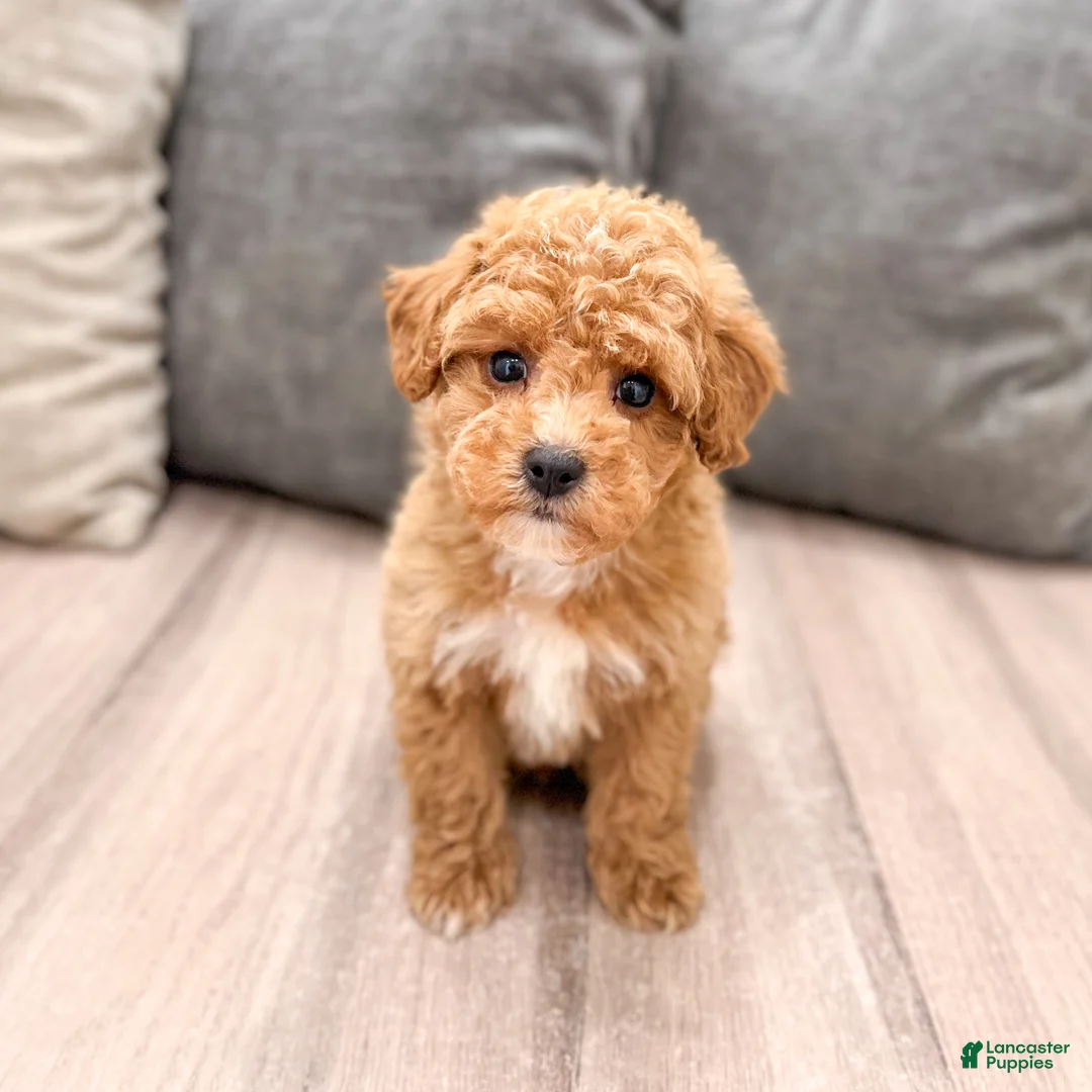 Miniature Poodle dogs for sale: Cola - Ad 1