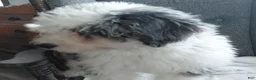 Mini Bernedoodle dogs for sale: Sunset - Ad 4