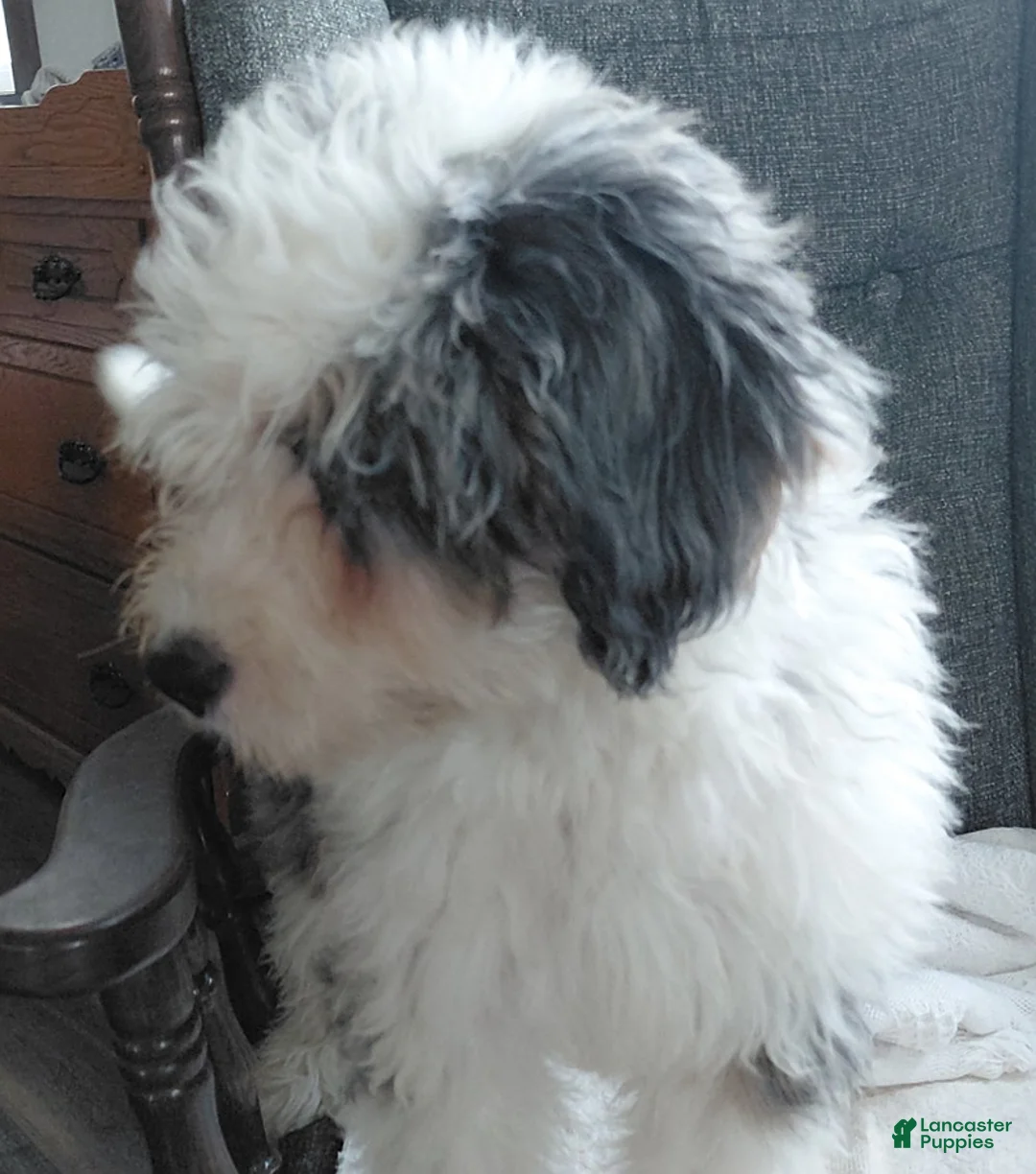 Mini Bernedoodle dogs for sale: Sunset - Ad 4