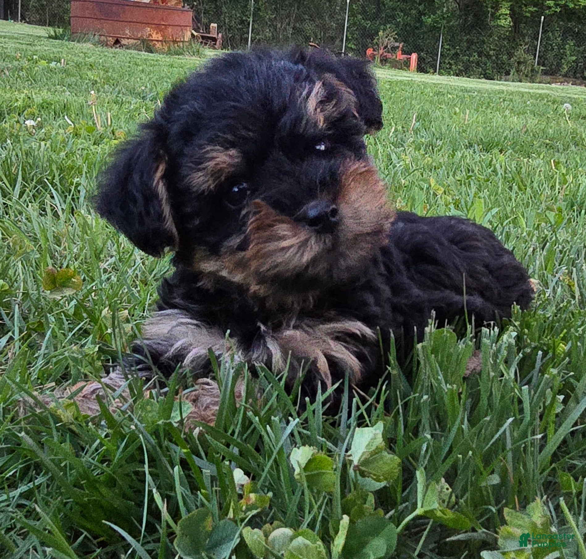 Yorkiepoo dogs Max - Ad 2