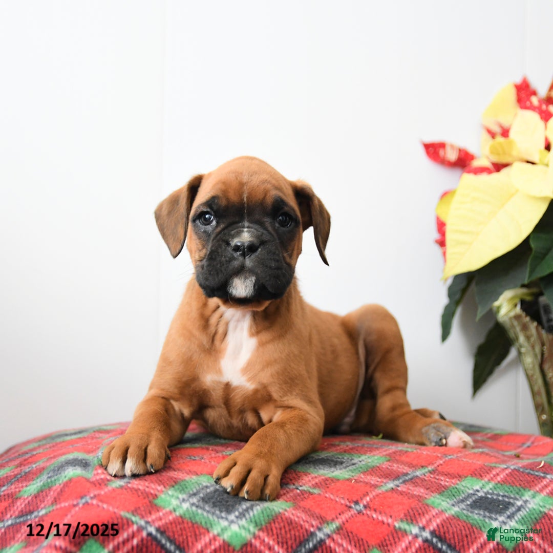 Boxer dogs for sale: Bumble - Ad 2