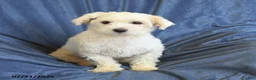 Maltipoo dogs for sale: Nichole - Ad 6