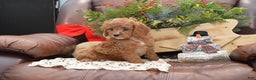 Cavapoo dogs for sale: Kyler - Ad 2