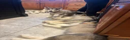 Alaskan Malamute dogs for sale: Mopple - Ad 5