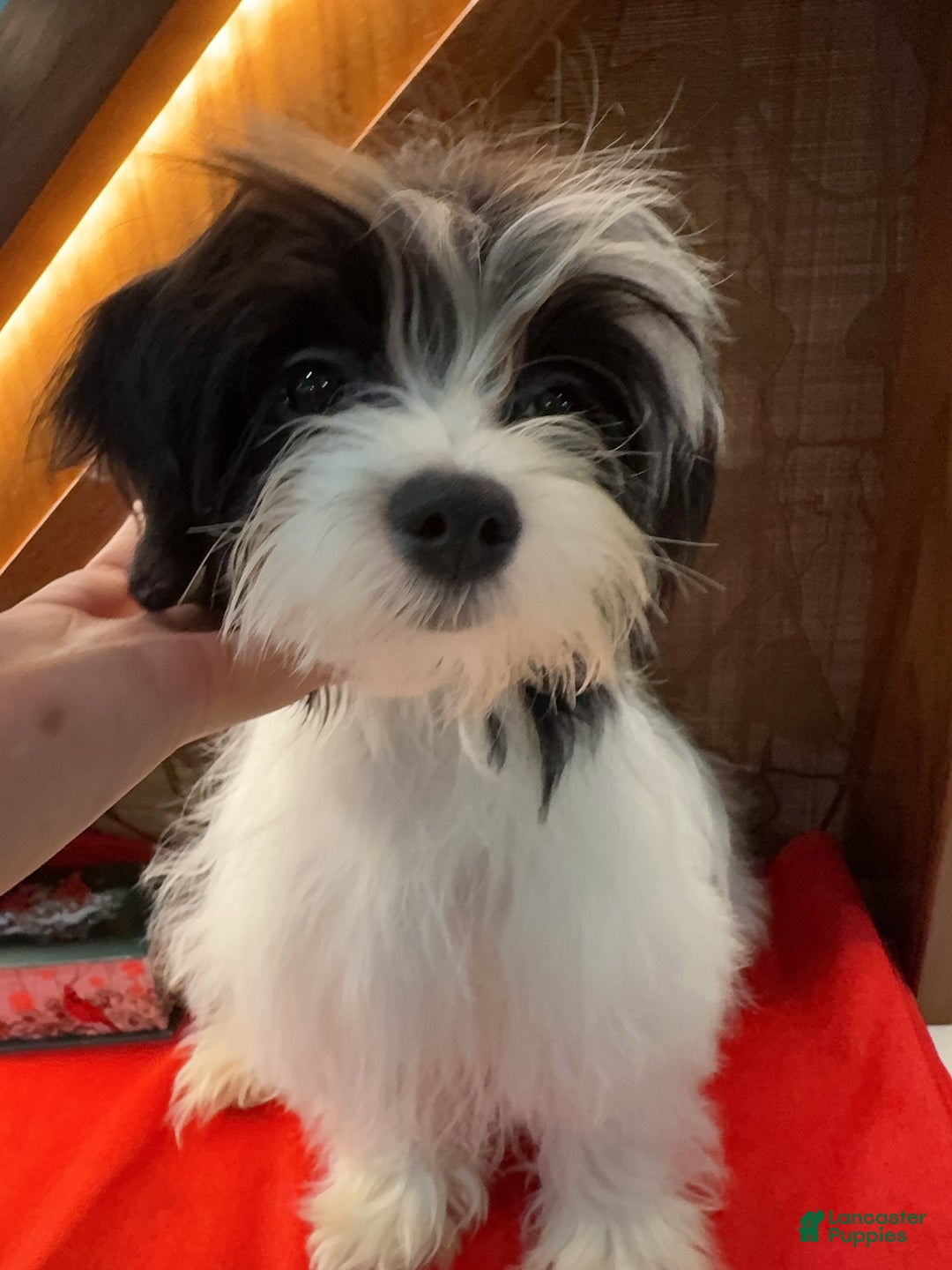 Morkie dogs for sale: Helen - Ad 2