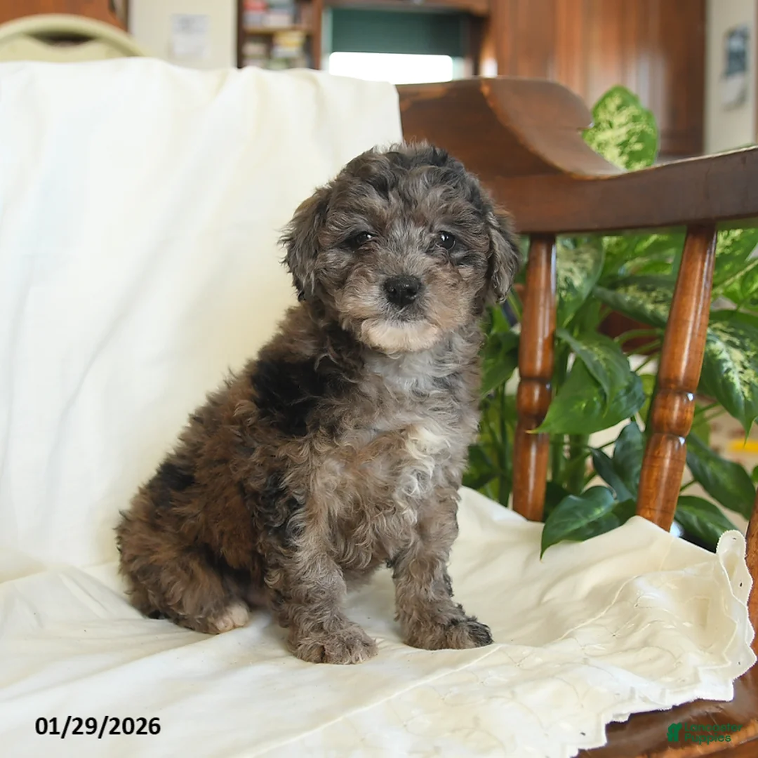 Miniature Poodle dogs for sale: June - Ad 2