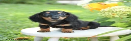 Miniature Dachshund dogs for sale: Fudge - Ad 3