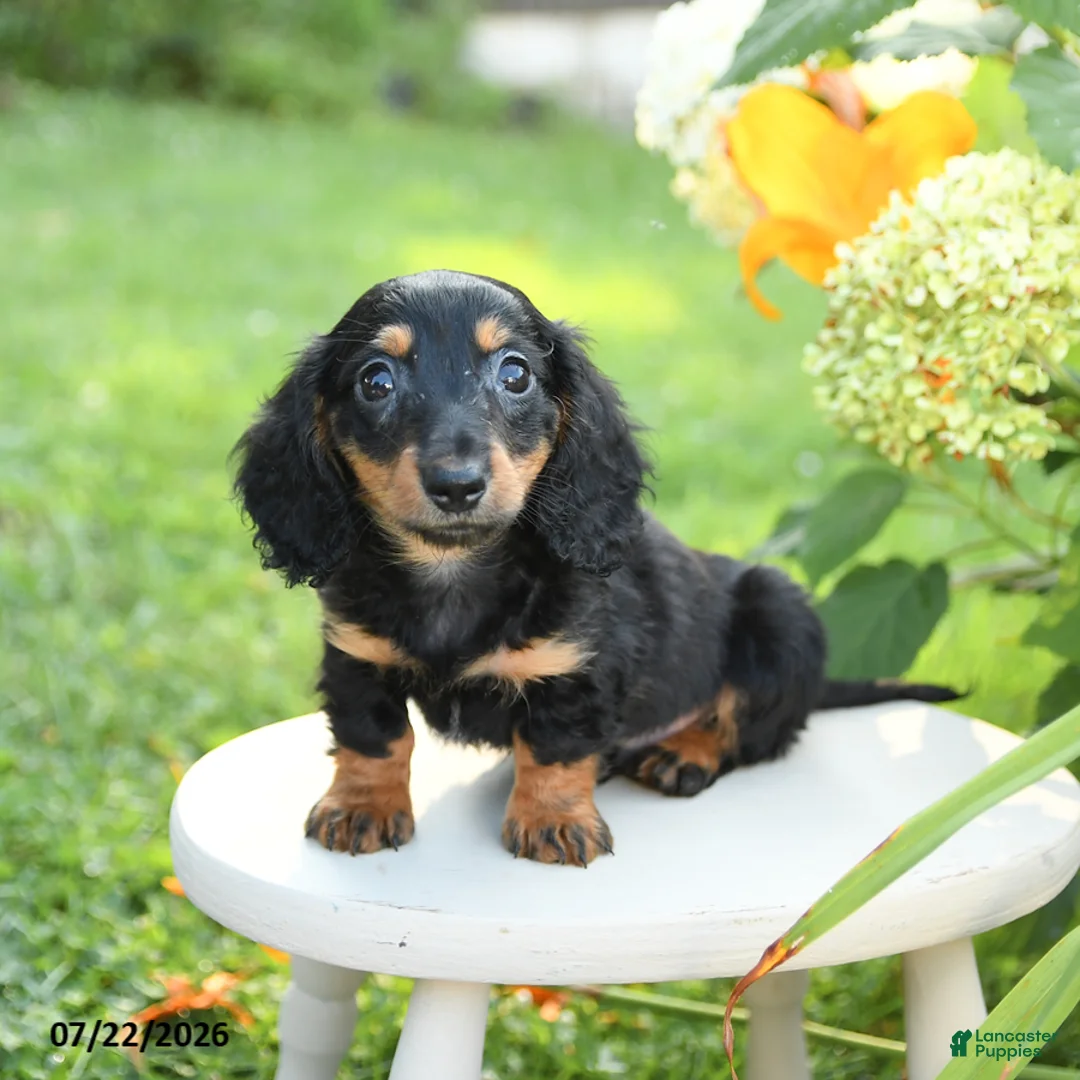 Miniature Dachshund dogs for sale: Fudge - Ad 3