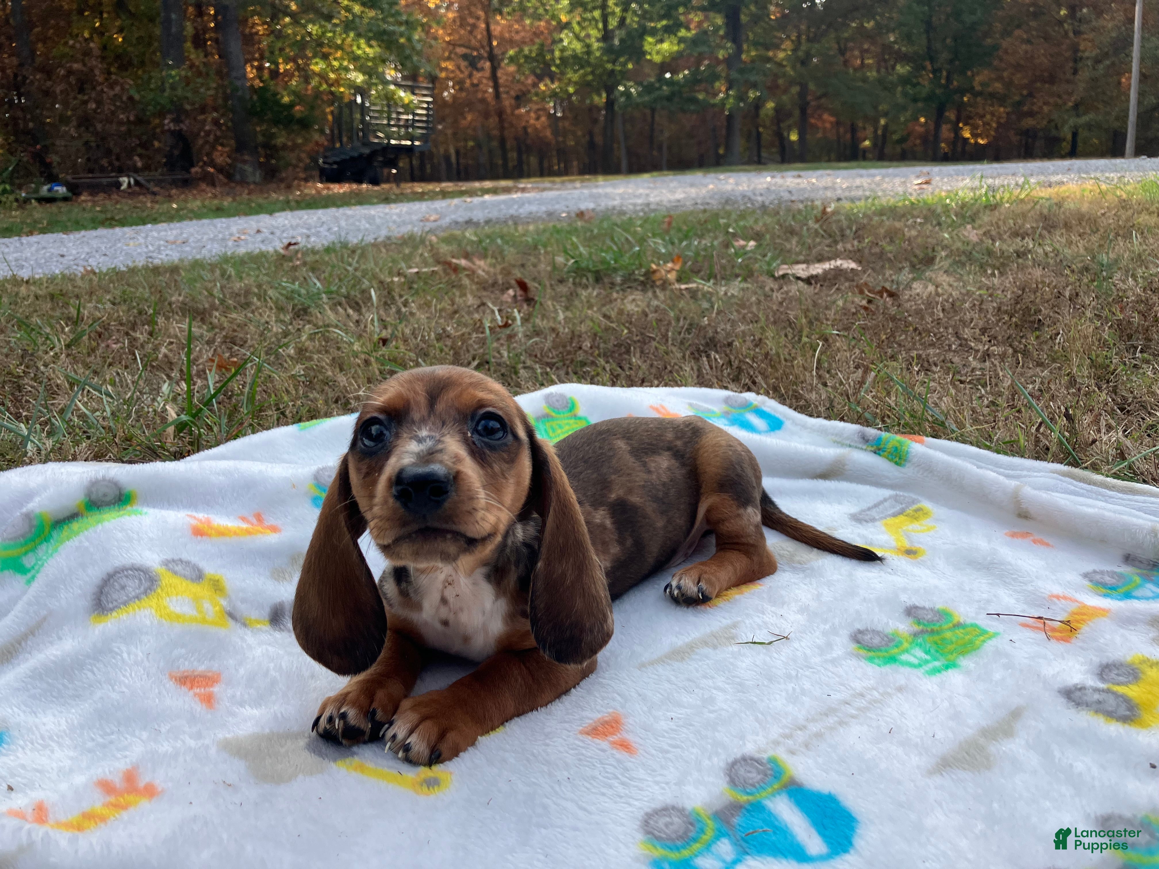 Miniature Dachshund dogs for sale: Franklin - Ad 2