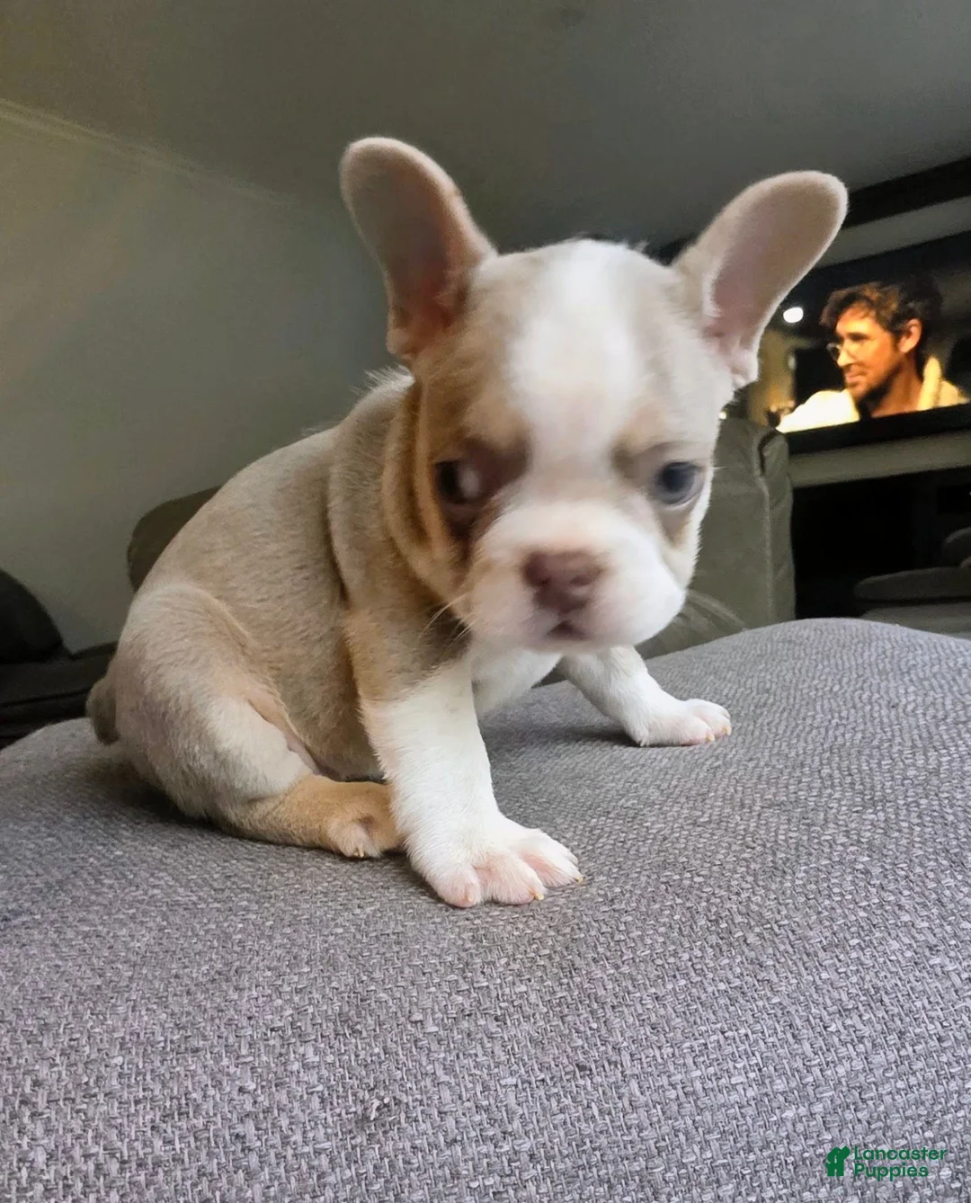 French Bulldog dogs for sale: Chanel - Ad 2