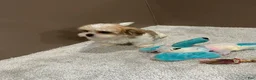 Malshi dogs for sale: Penny - Ad 3