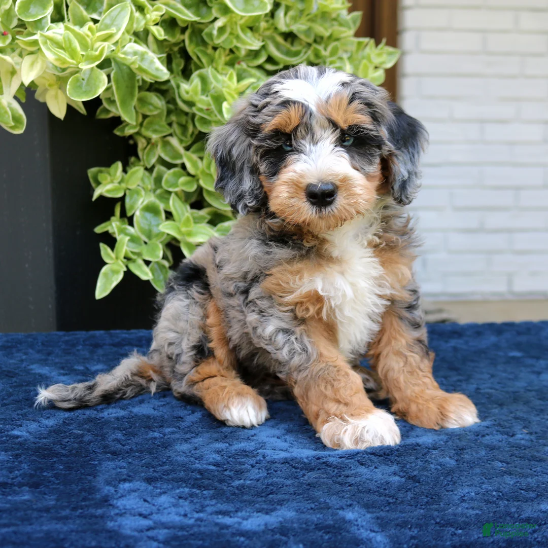 Bernedoodle dogs for sale: Everette  - Ad 1