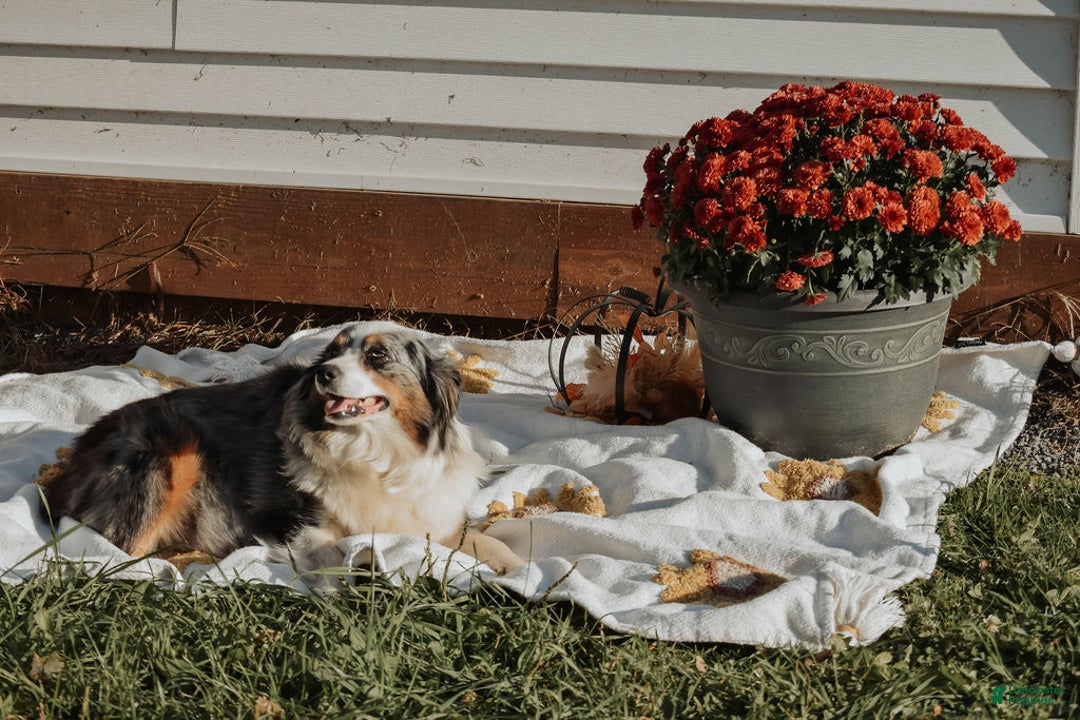 Miniature Australian Shepherd dogs for sale: Lyla  - Ad 3