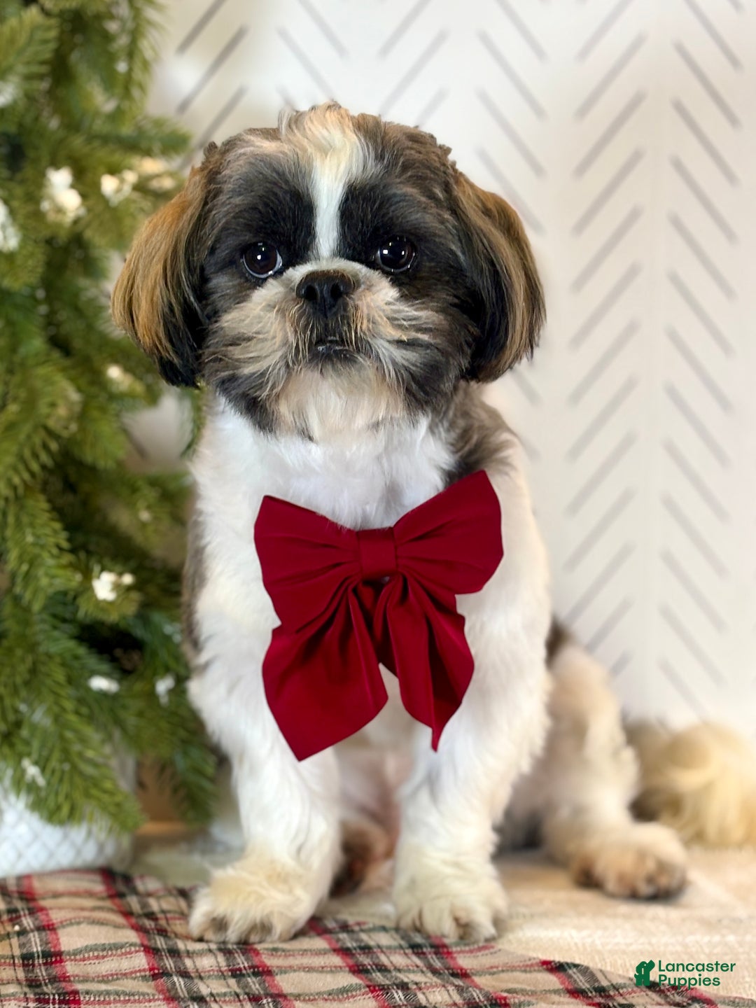Shih Tzu dogs for sale: Salsa - Ad 3