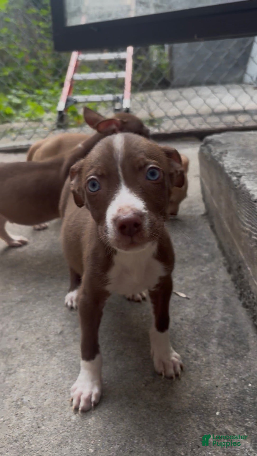 Deebo (Pitsky, Male) in Philadelphia, PA