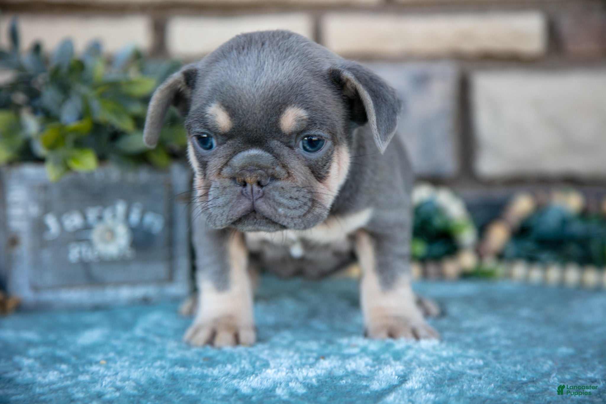 French Bulldog dogs for sale: Zander - Ad 4