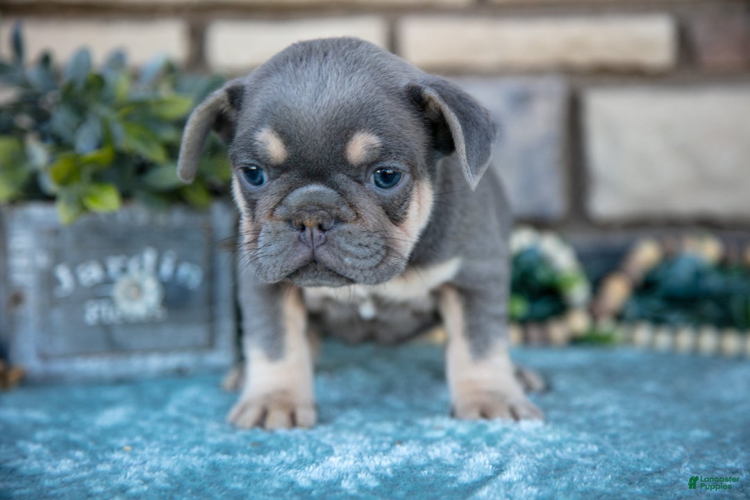 French Bulldog dogs for sale: Zander - Ad 1