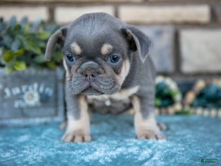 French Bulldog dogs for sale: Zander - Ad 4