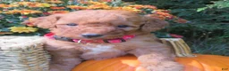 Mini Goldendoodle dogs for sale: Pumpkin - Ad 5