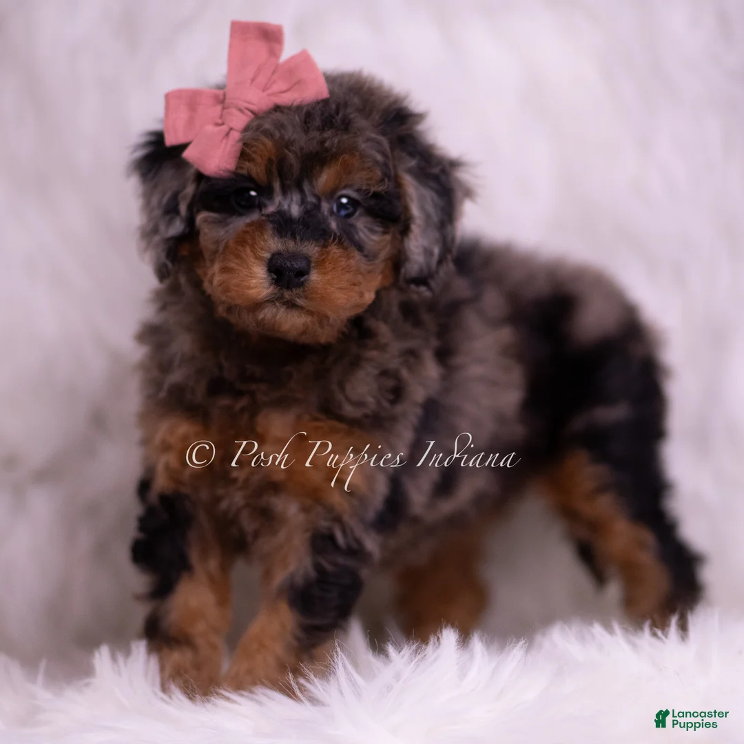 Toy Poodle dogs for sale: Honey - Ad 2