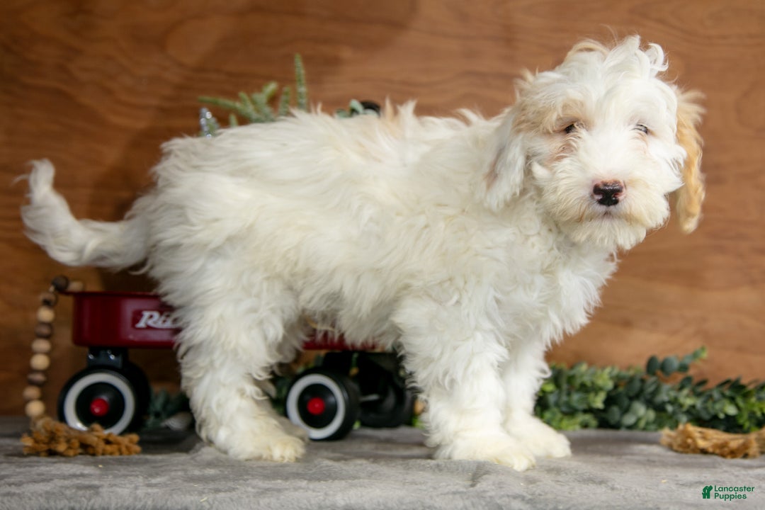 Mini Goldendoodle dogs for sale: Hendrix - Ad 1