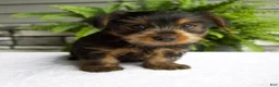 Yorkshire Terrier dogs for sale: Benny - Ad 6