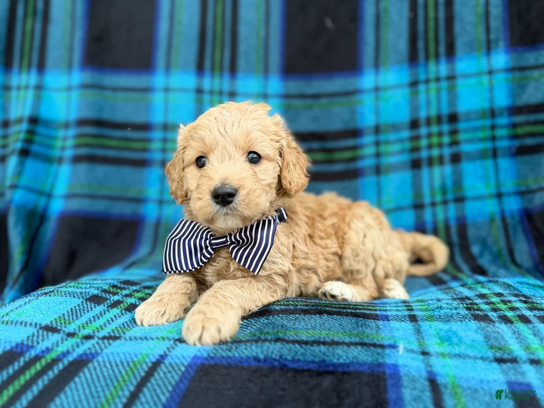 Goldendoodle dogs for sale: Bowden - Ad 8
