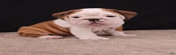 English Bulldog dogs for sale: Bruno - Ad 5