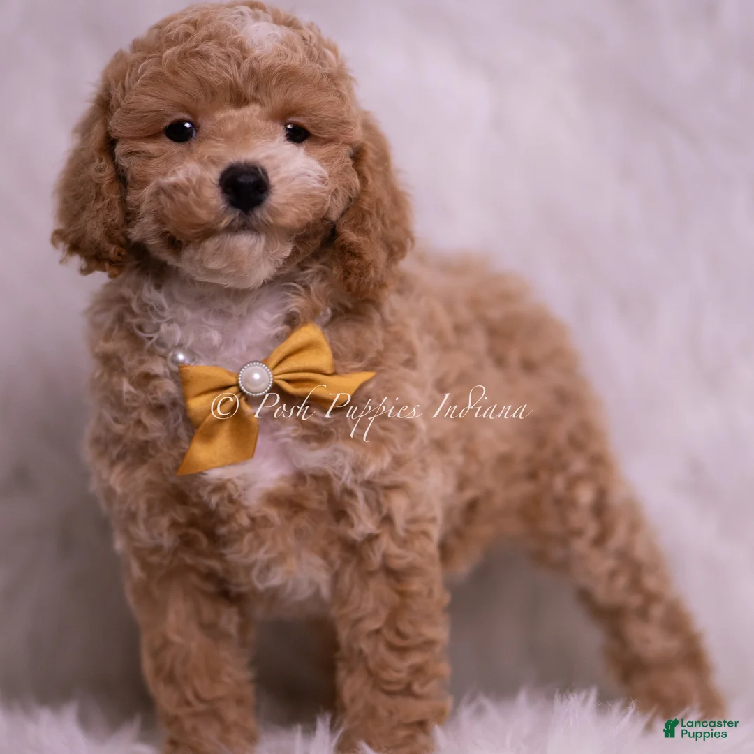 Toy Poodle dogs for sale: Marty - Ad 5