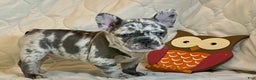 French Bulldog dogs for sale: Tracker - Ad 10