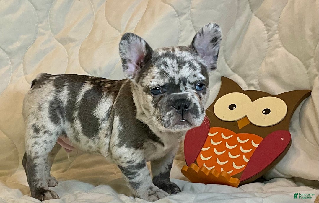 French Bulldog dogs for sale: Tracker - Ad 10