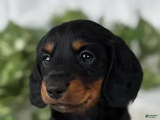 Miniature Dachshund dogs Sugar Gal Miniature Dachshund - Ad 10