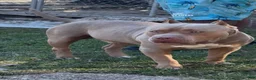 American Bully dogs for sale: Katarra  - Ad 7