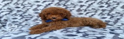 Cockapoo dogs for sale: Stocking - Ad 7