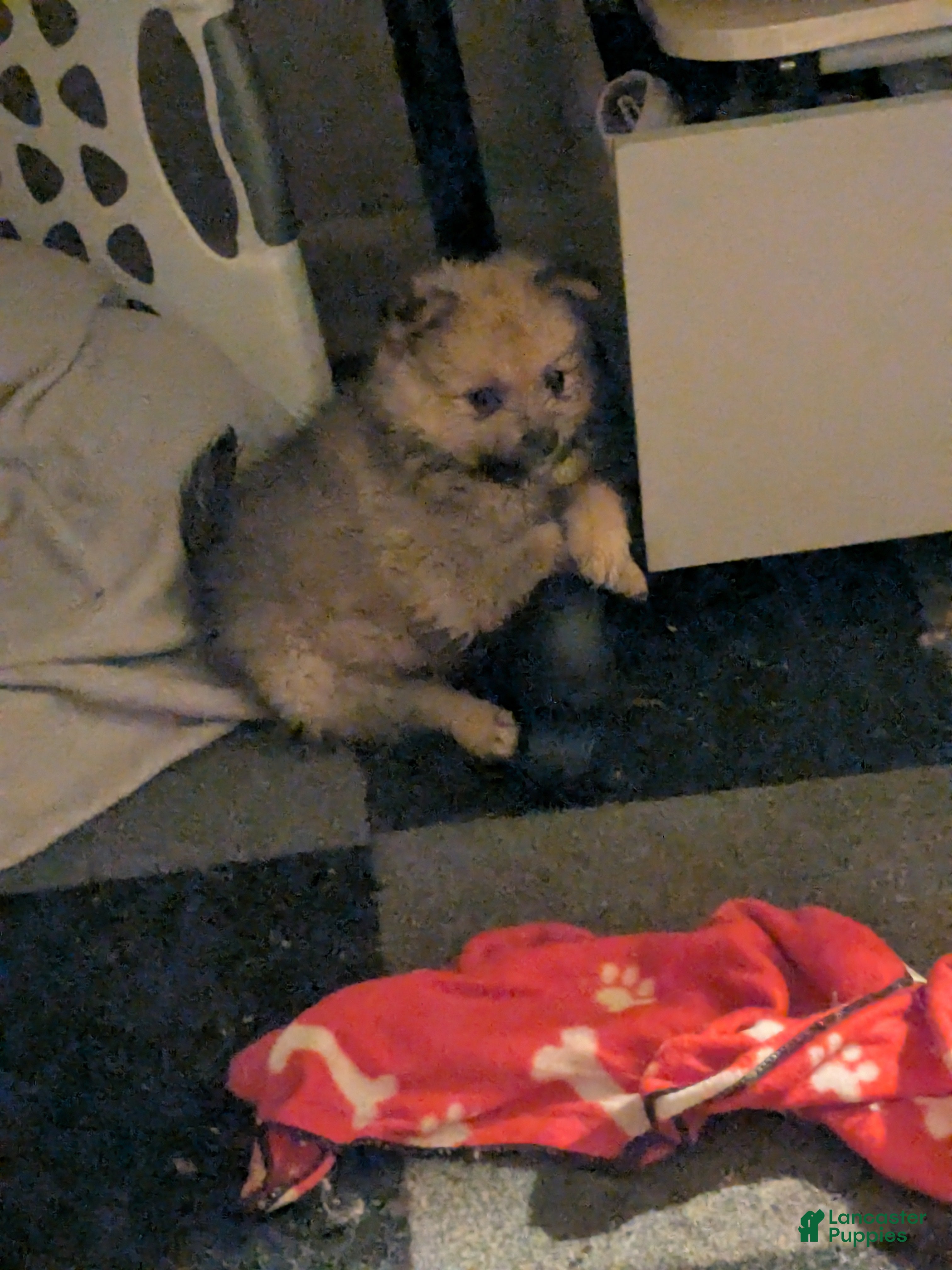 Mixed Breed dogs Mixed Breed 5 - Ad 8
