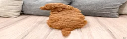 Mini Goldendoodle dogs for sale: Wally - Ad 6