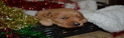 Golden Retriever dogs for sale: Rosa - Ad 2