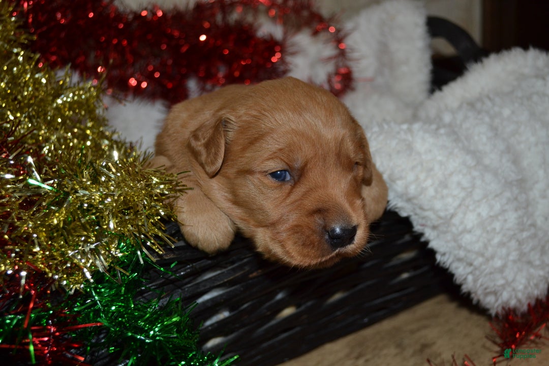 Golden Retriever dogs for sale: Rosa - Ad 2