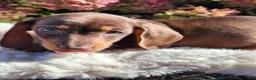 Miniature Dachshund dogs for sale: Cocoa - Ad 4