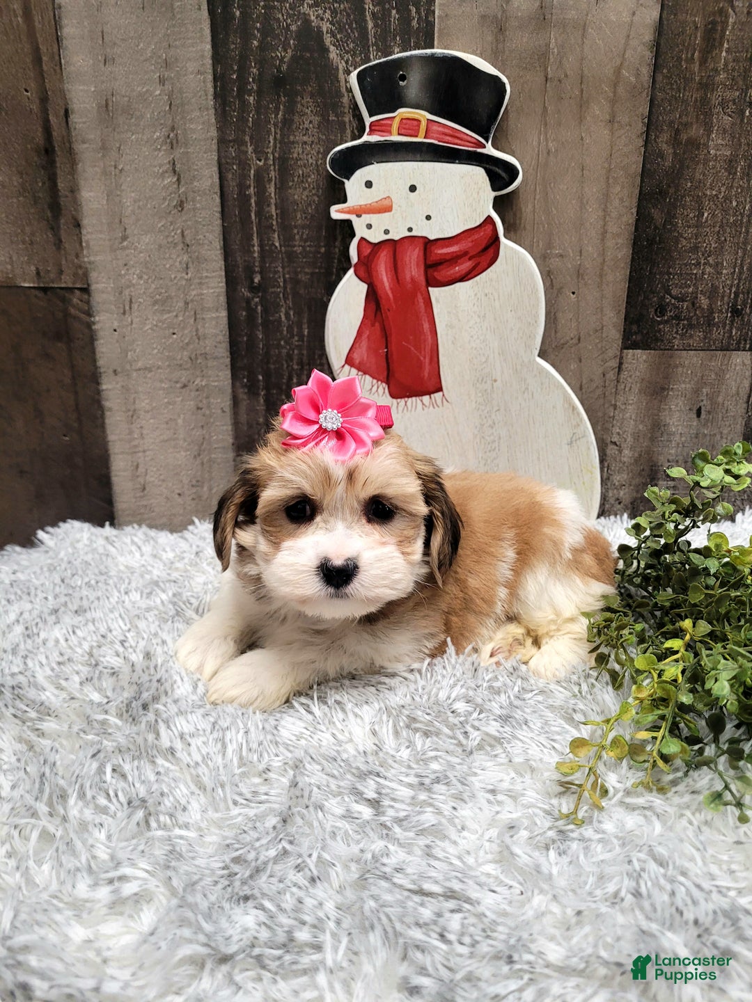 Teddy Bear dogs for sale: Willow - Ad 4