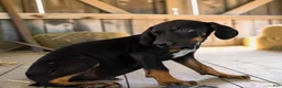 Catahoula Leopard Dog dogs for sale: Tracy II 2026 Male 3 - Ad 12