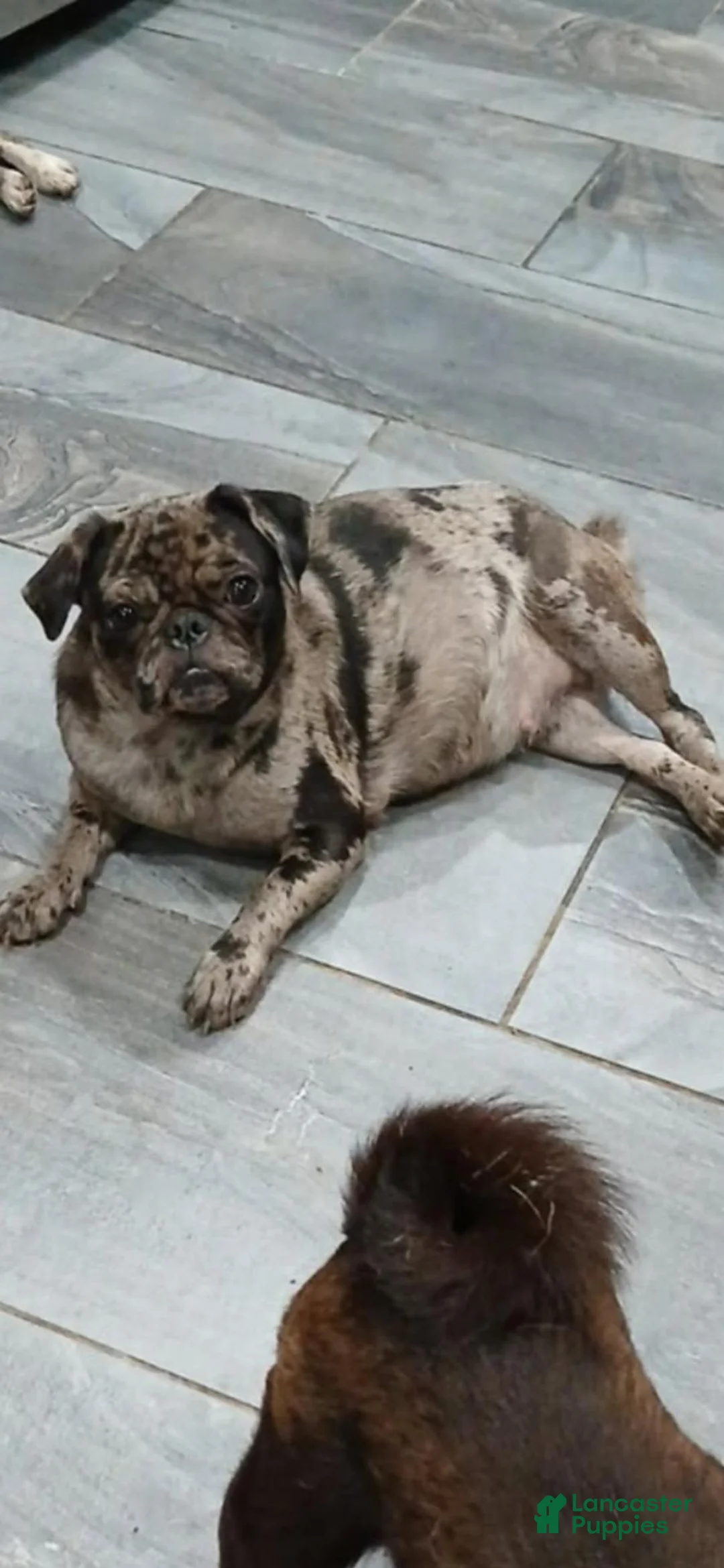Pug dogs for sale: Pug 8 - Ad 2