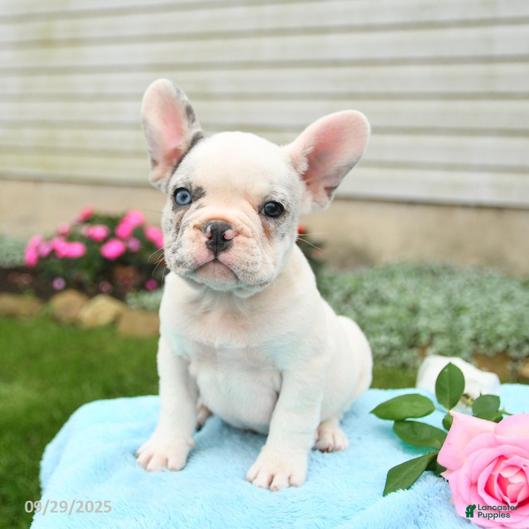 French Bulldog dogs for sale: Smokey - Ad 7